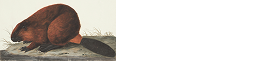 Connelly Wildlife Management Logo